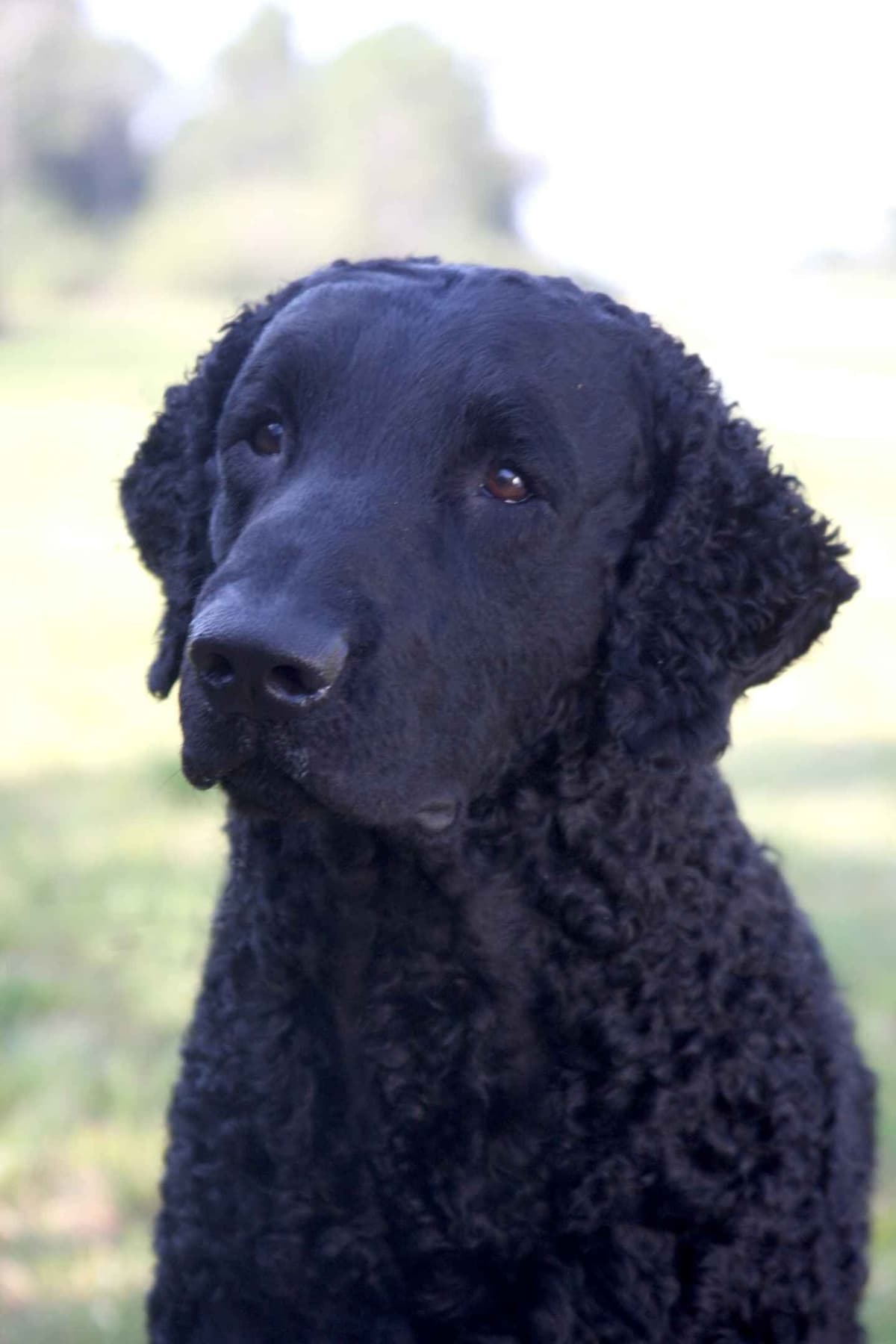 4 month old CCR show puppies available breeder image 6
