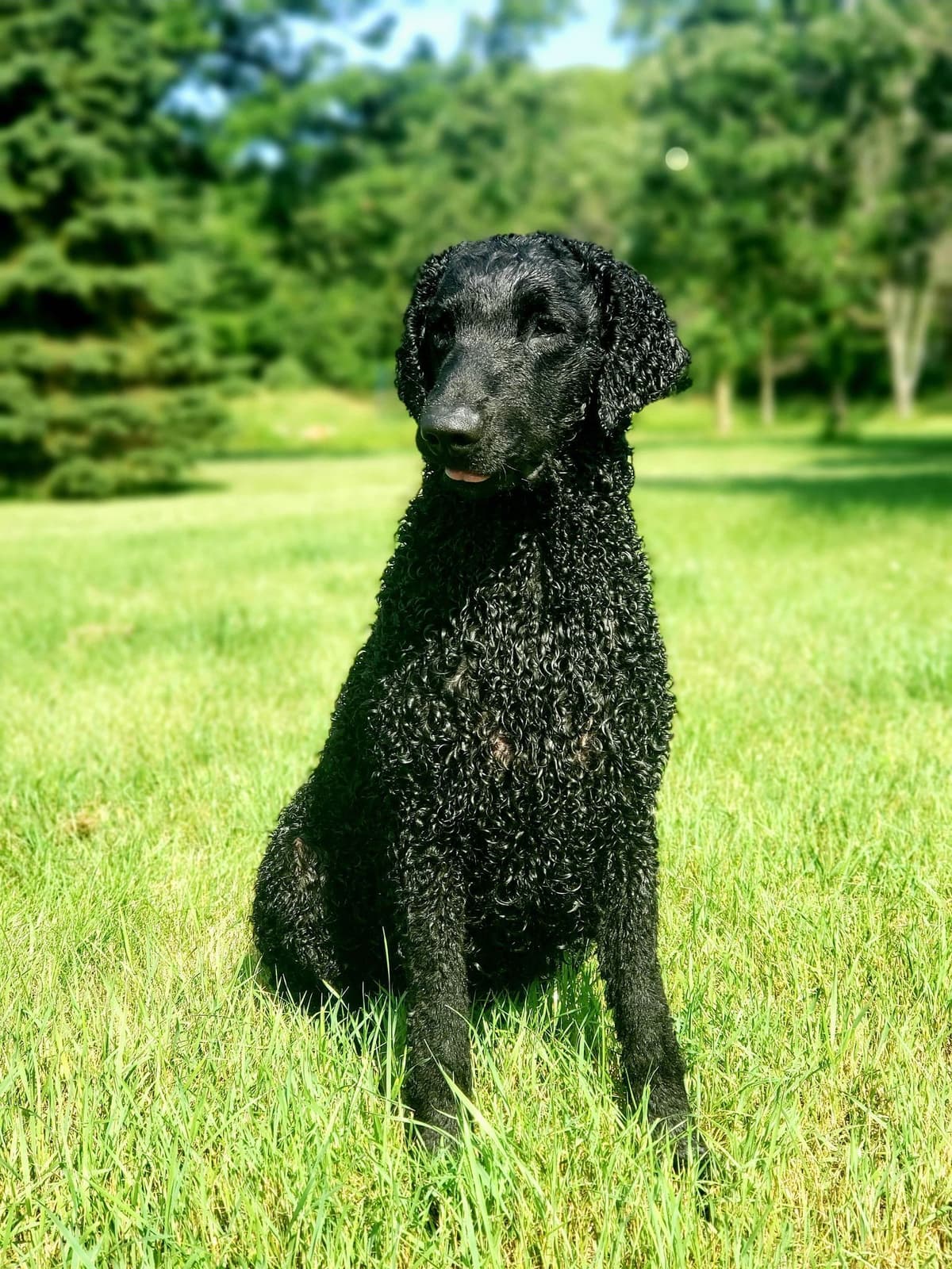 4 month old CCR show puppies available breeder image 7