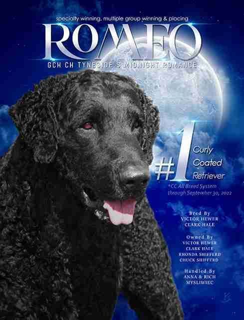 4 month old CCR show puppies available breeder image 8