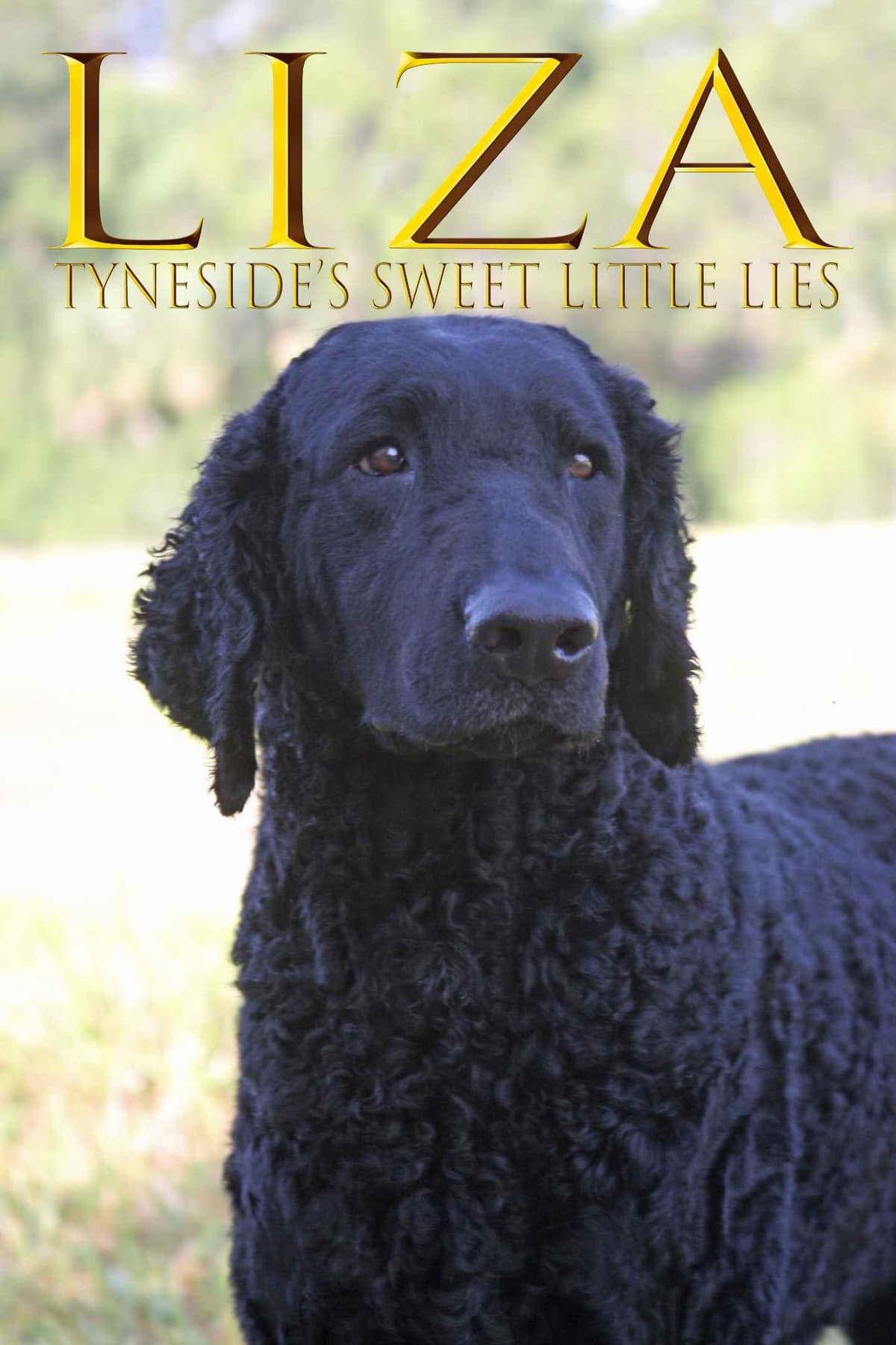 4 month old CCR show puppies available breeder image 10