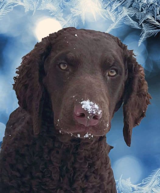 4 month old CCR show puppies available breeder image 11