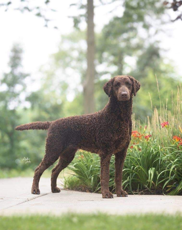 4 month old CCR show puppies available breeder image 12