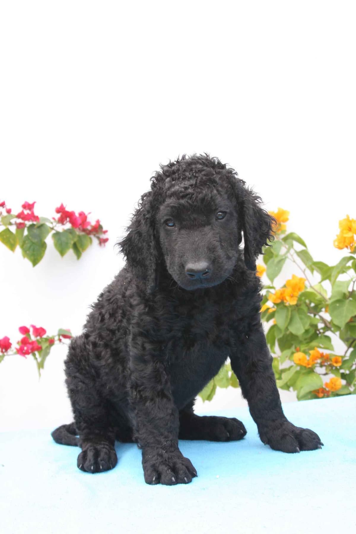 4 month old CCR show puppies available breeder image 13