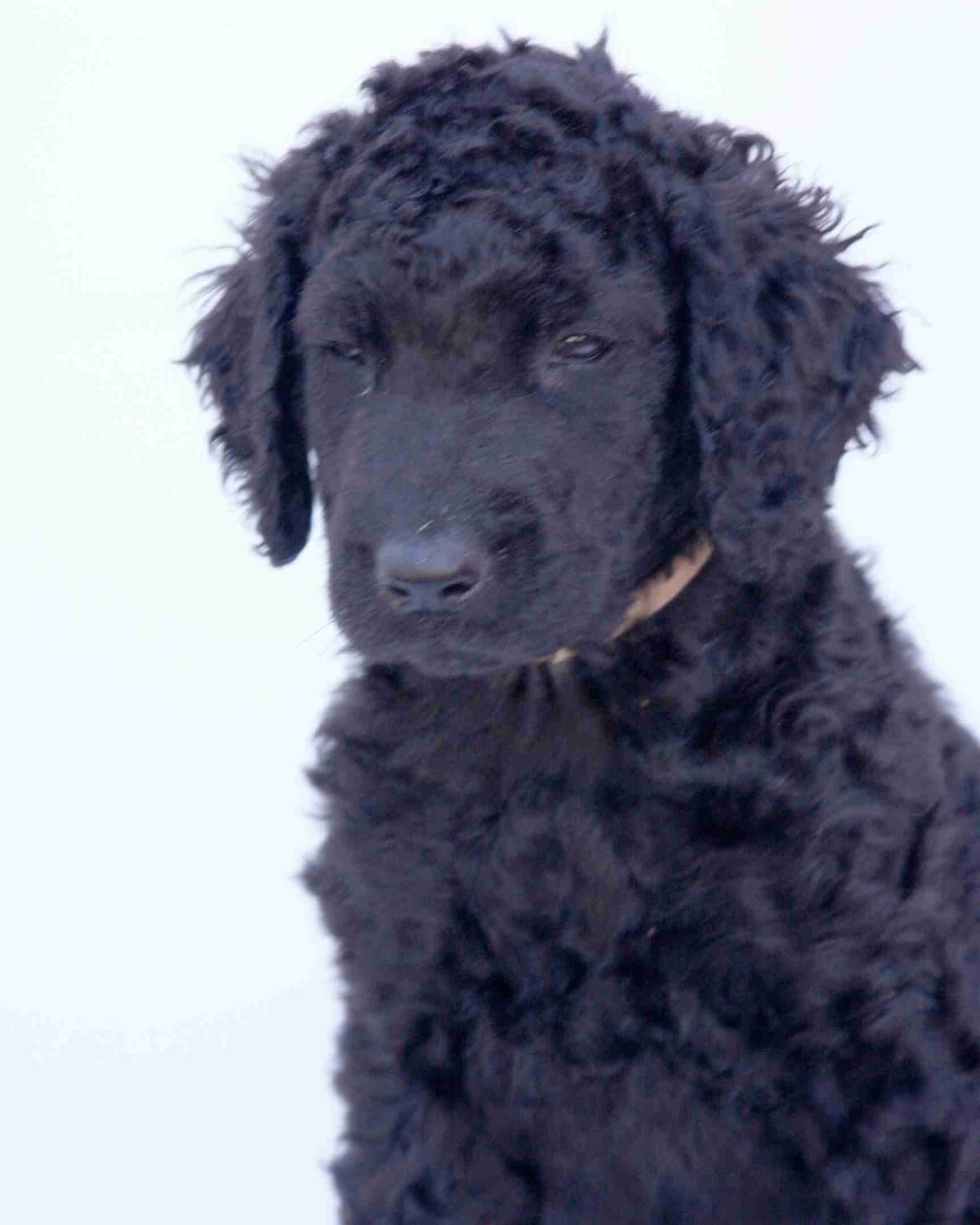 4 month old CCR show puppies available breeder image 14