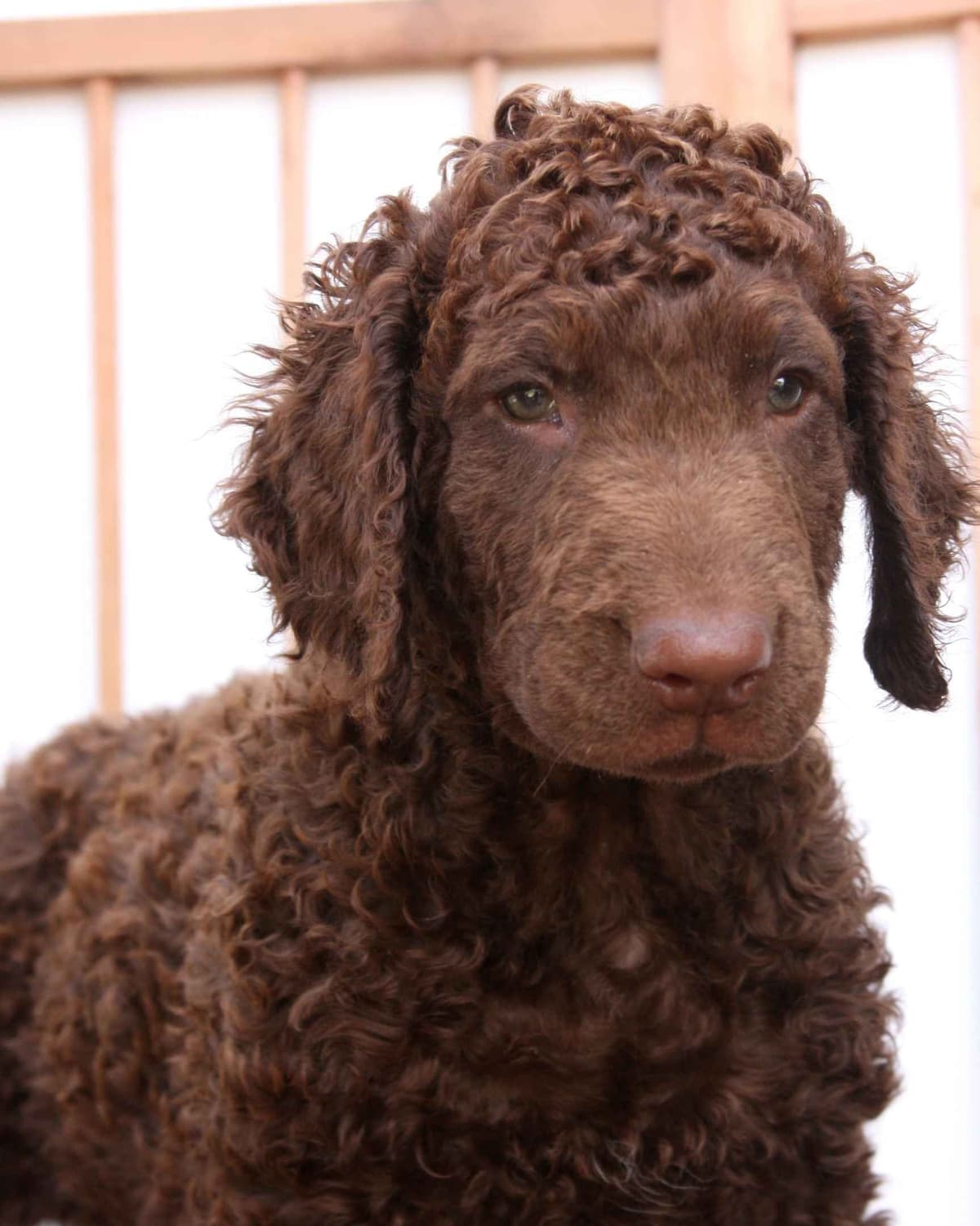 4 month old CCR show puppies available breeder image 15