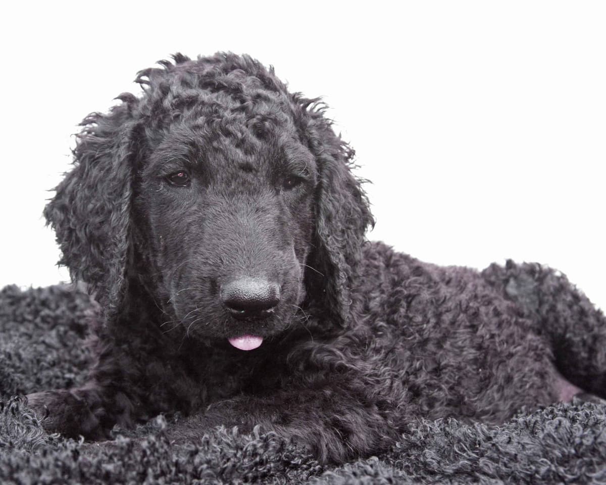 4 month old CCR show puppies available breeder image 16