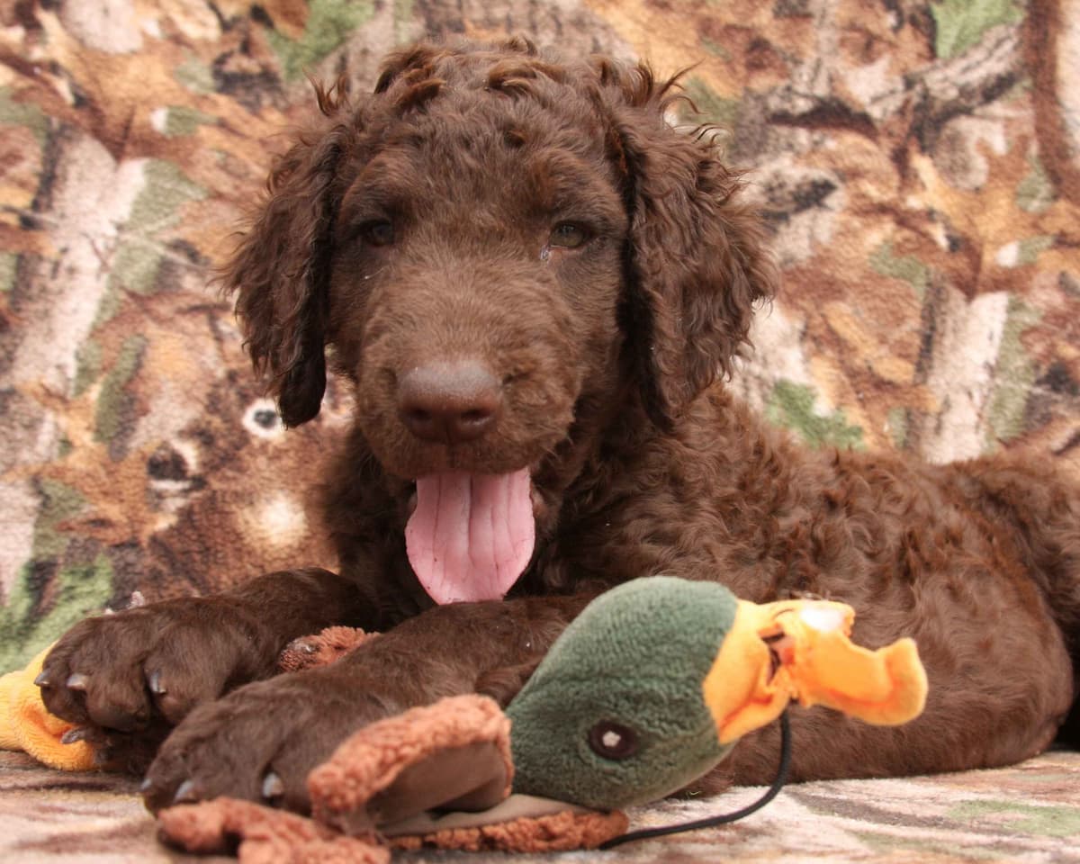 4 month old CCR show puppies available breeder image 17