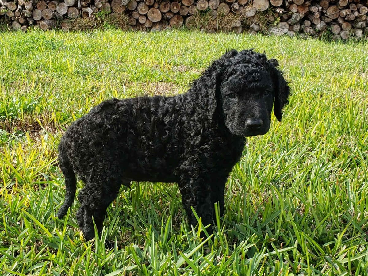 4 month old CCR show puppies available breeder image 20