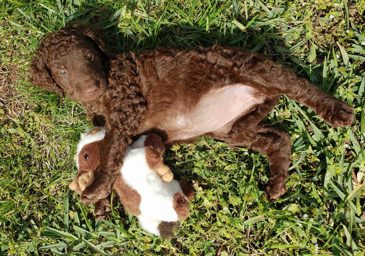 4 month old CCR show puppies available breeder image 21
