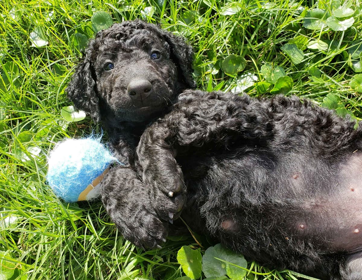 4 month old CCR show puppies available breeder image 22
