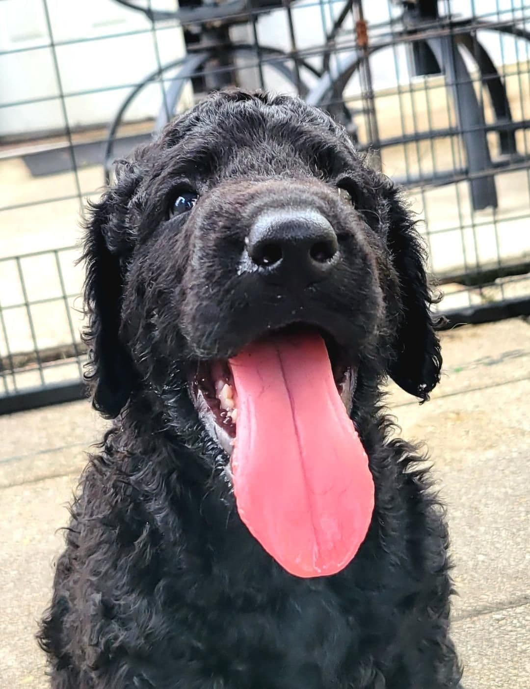 4 month old CCR show puppies available breeder image 25