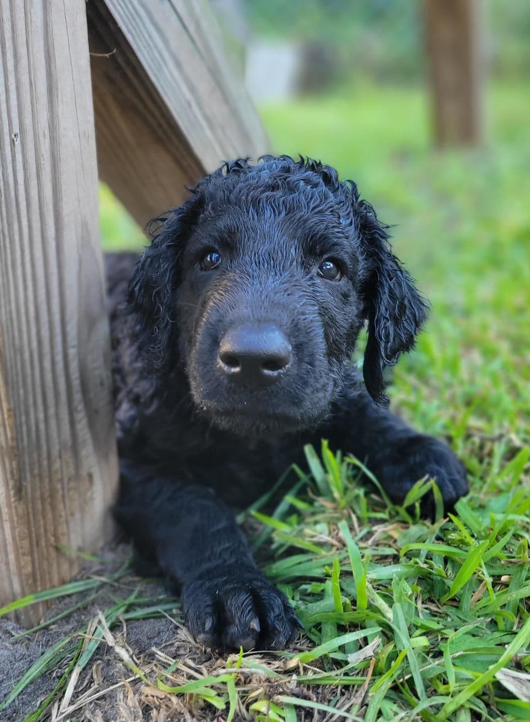 4 month old CCR show puppies available breeder image 24