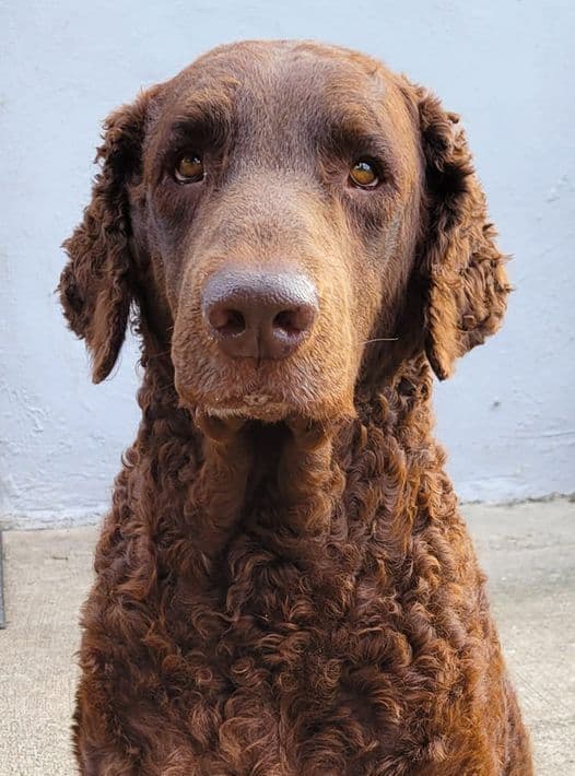 4 month old CCR show puppies available breeder image 26