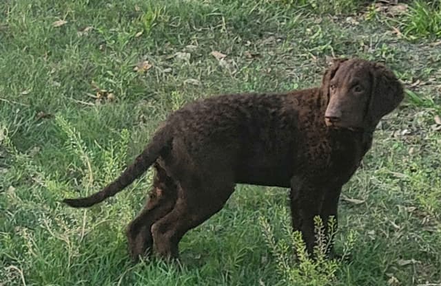 4 month old CCR show puppies available media 2