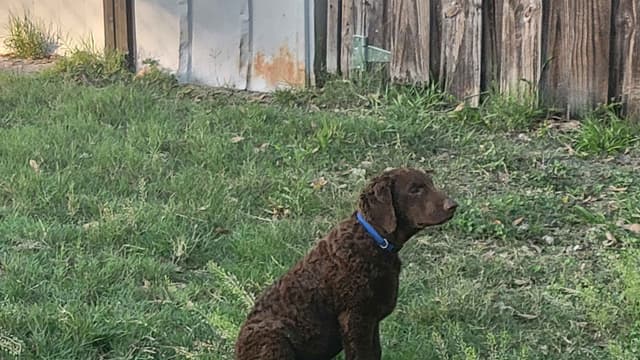 4 month old CCR show puppies available media 4