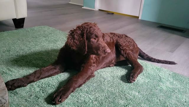 4 month old CCR show puppies available media 5