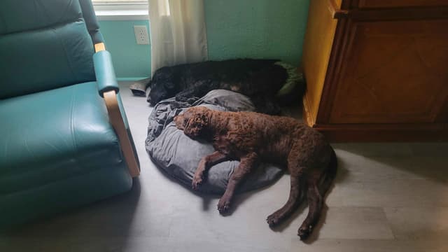 4 month old CCR show puppies available media 6