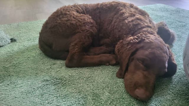 4 month old CCR show puppies available media 7