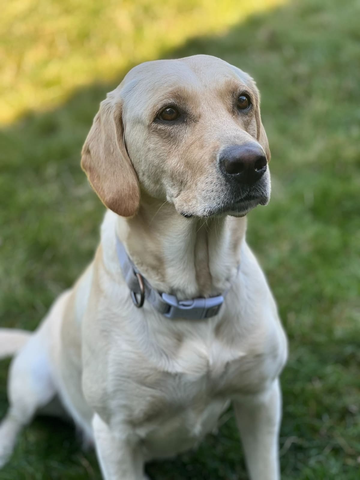 Labrador Retriever Puppies breeder image 3