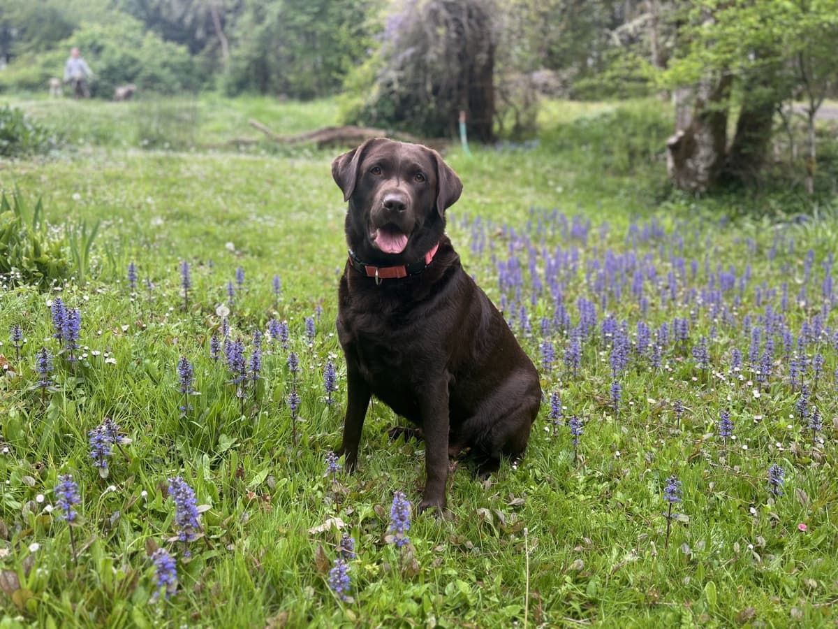 Labrador Retriever Puppies breeder image 5