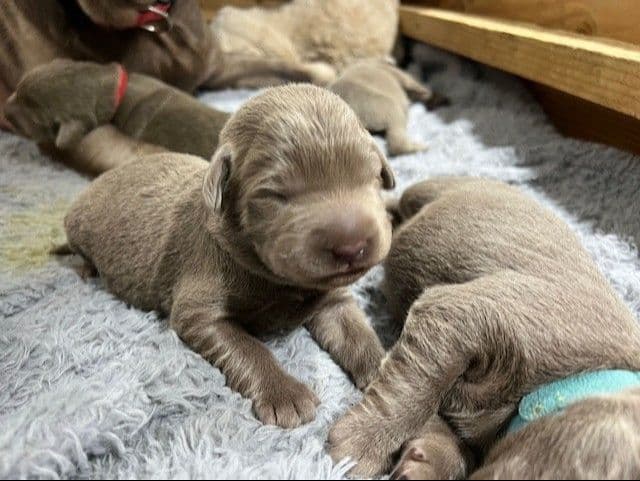 Labrador Retriever Puppies media 2