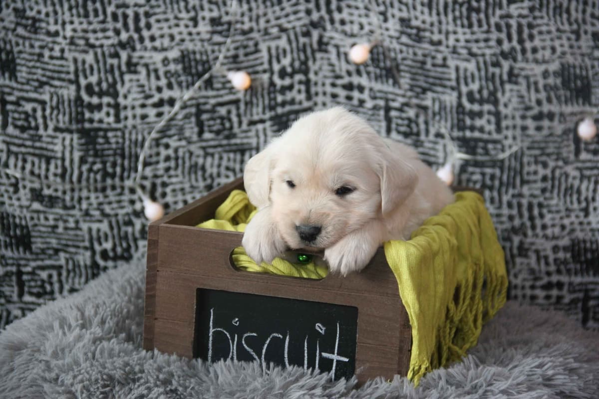 Golden Retriever Puppies breeder image 2