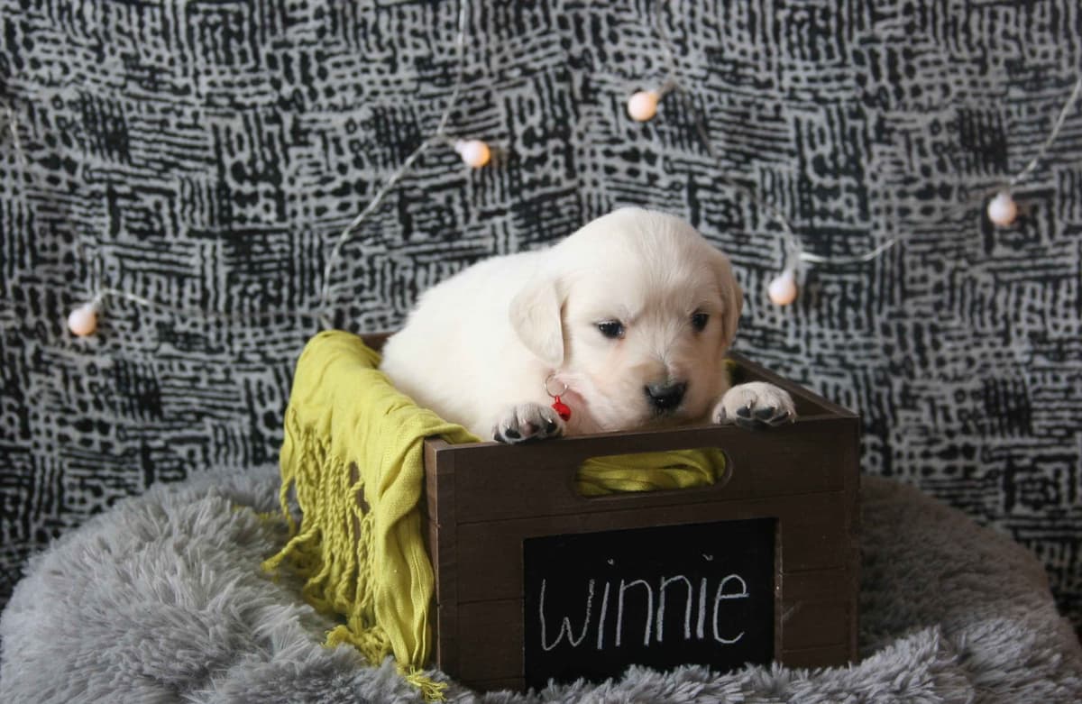 Golden Retriever Puppies breeder image 9