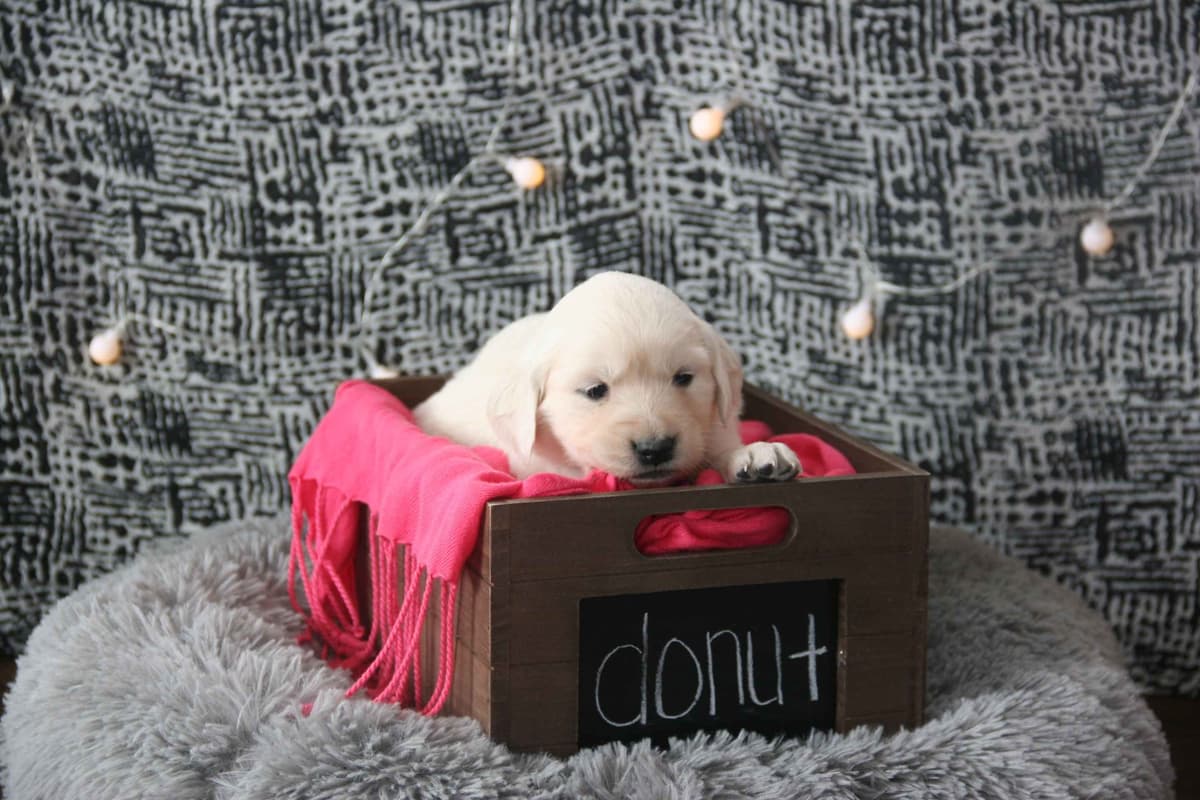 Golden Retriever Puppies breeder image 10