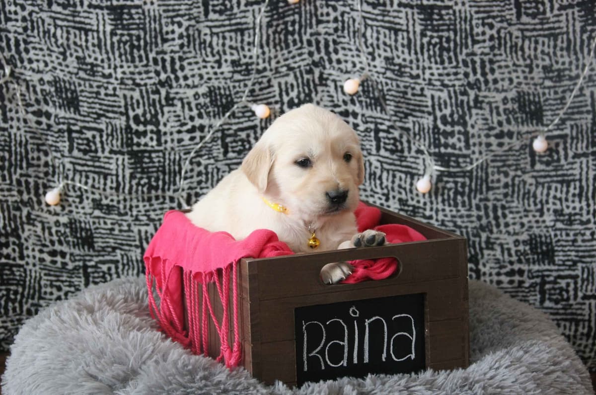 Golden Retriever Puppies breeder image 4