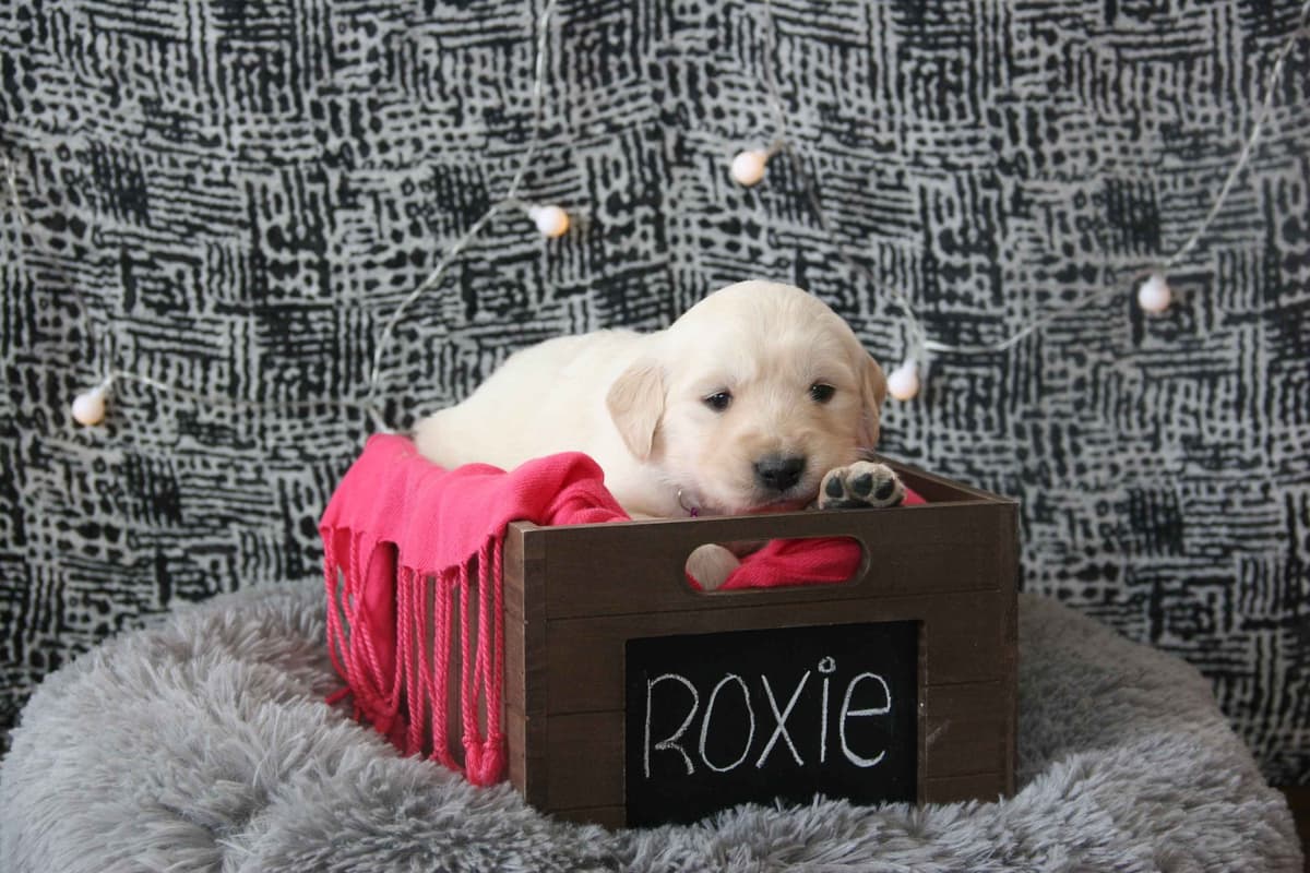 Golden Retriever Puppies breeder image 11