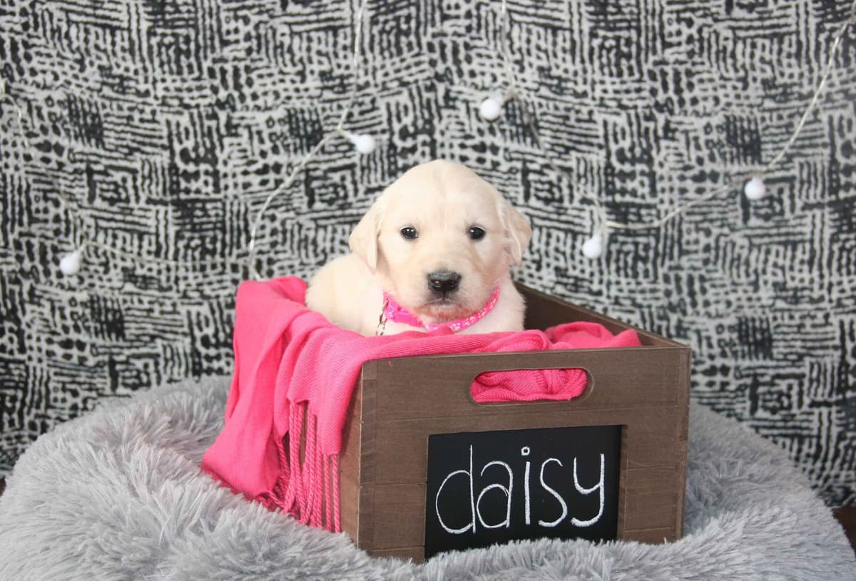 Golden Retriever Puppies breeder image 6