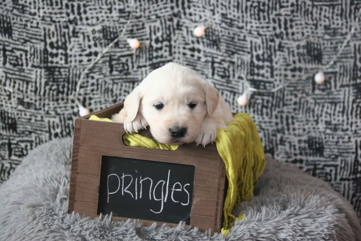 Golden Retriever Puppies breeder image 8