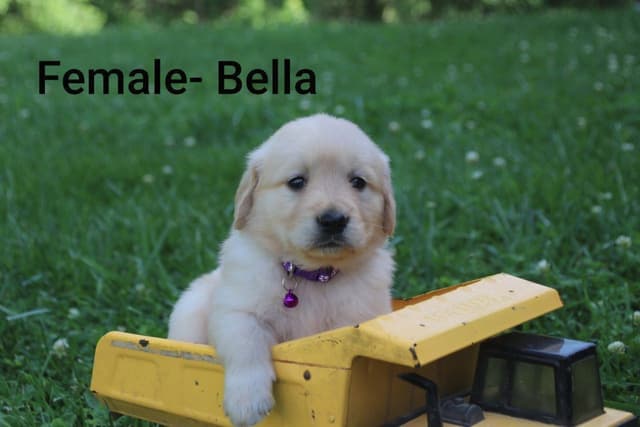 Golden Retriever Puppies media 2