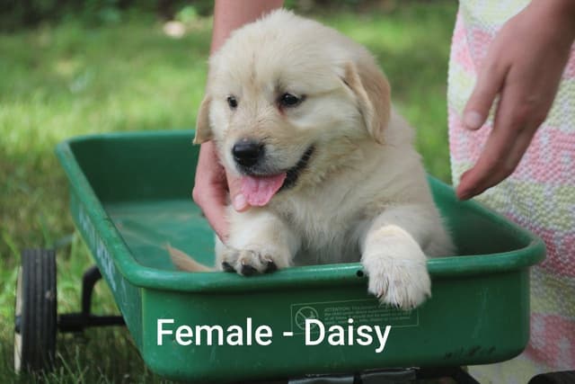 Golden Retriever Puppies media 3