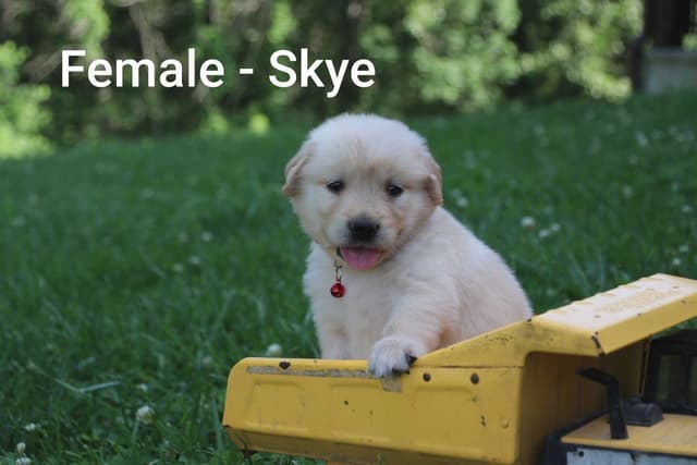 Golden Retriever Puppies media 4