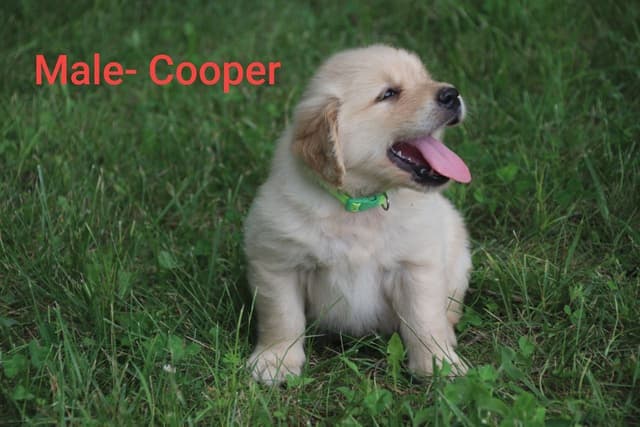 Golden Retriever Puppies media 5
