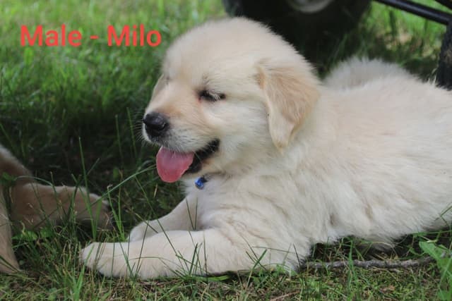Golden Retriever Puppies media 7