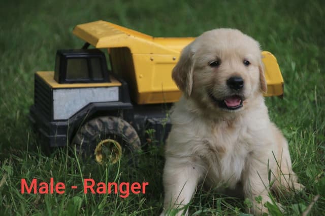 Golden Retriever Puppies media 8