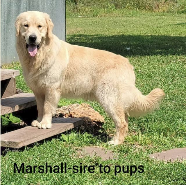 Golden Retriever Puppies media 10