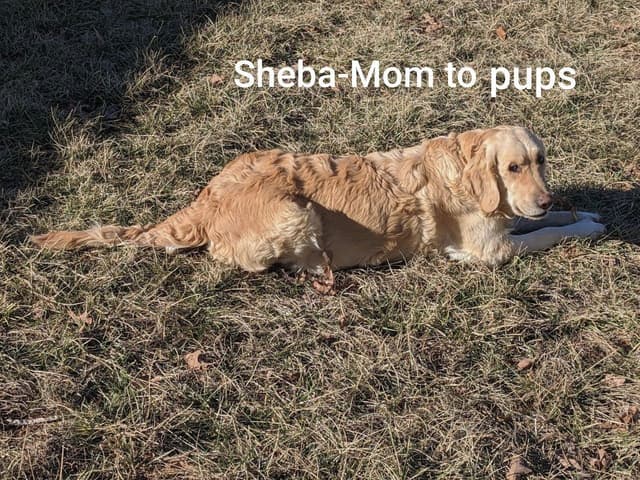 Golden Retriever Puppies media 11