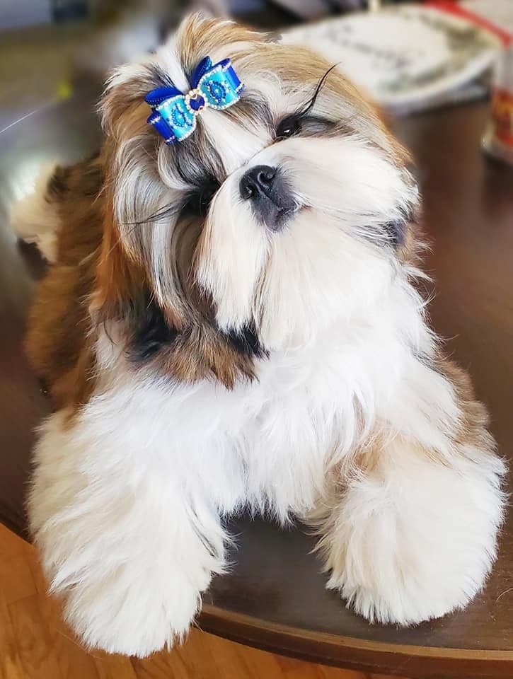 Champion Shih Tzu Puppies breeder image 1