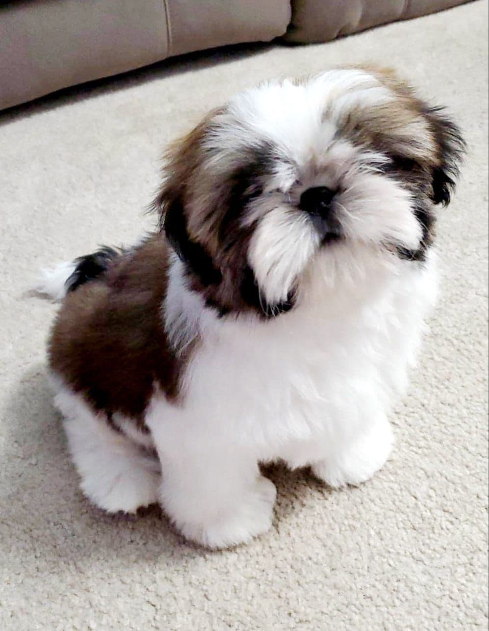 Champion Shih Tzu Puppies breeder image 2