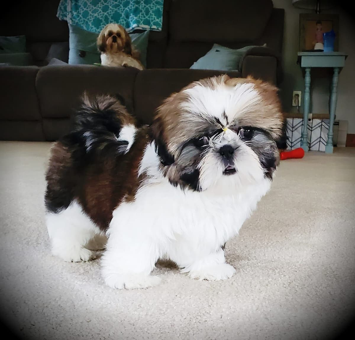 Champion Shih Tzu Puppies breeder image 4