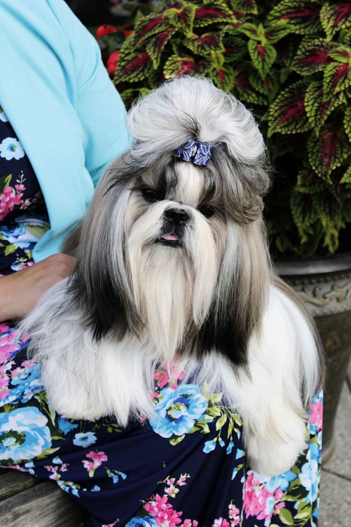 Champion Shih Tzu Puppies breeder image 6