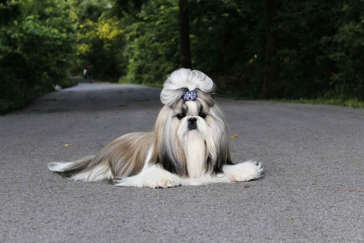Champion Shih Tzu Puppies breeder image 9