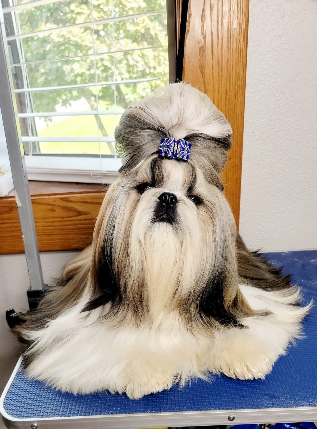 Champion Shih Tzu Puppies breeder image 11