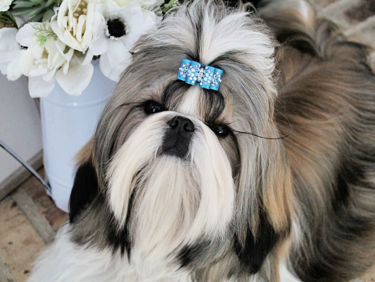 Champion Shih Tzu Puppies breeder image 12