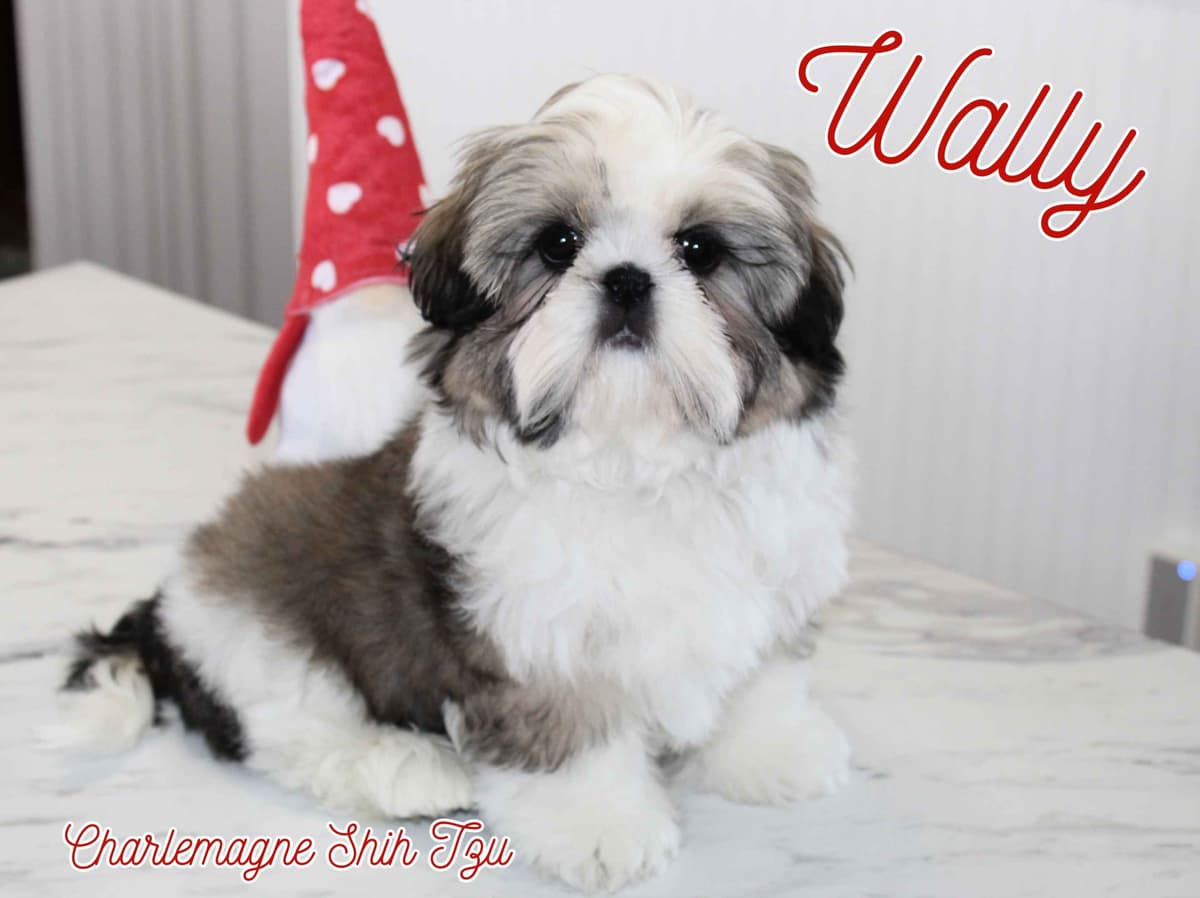 Champion Shih Tzu Puppies breeder image 13