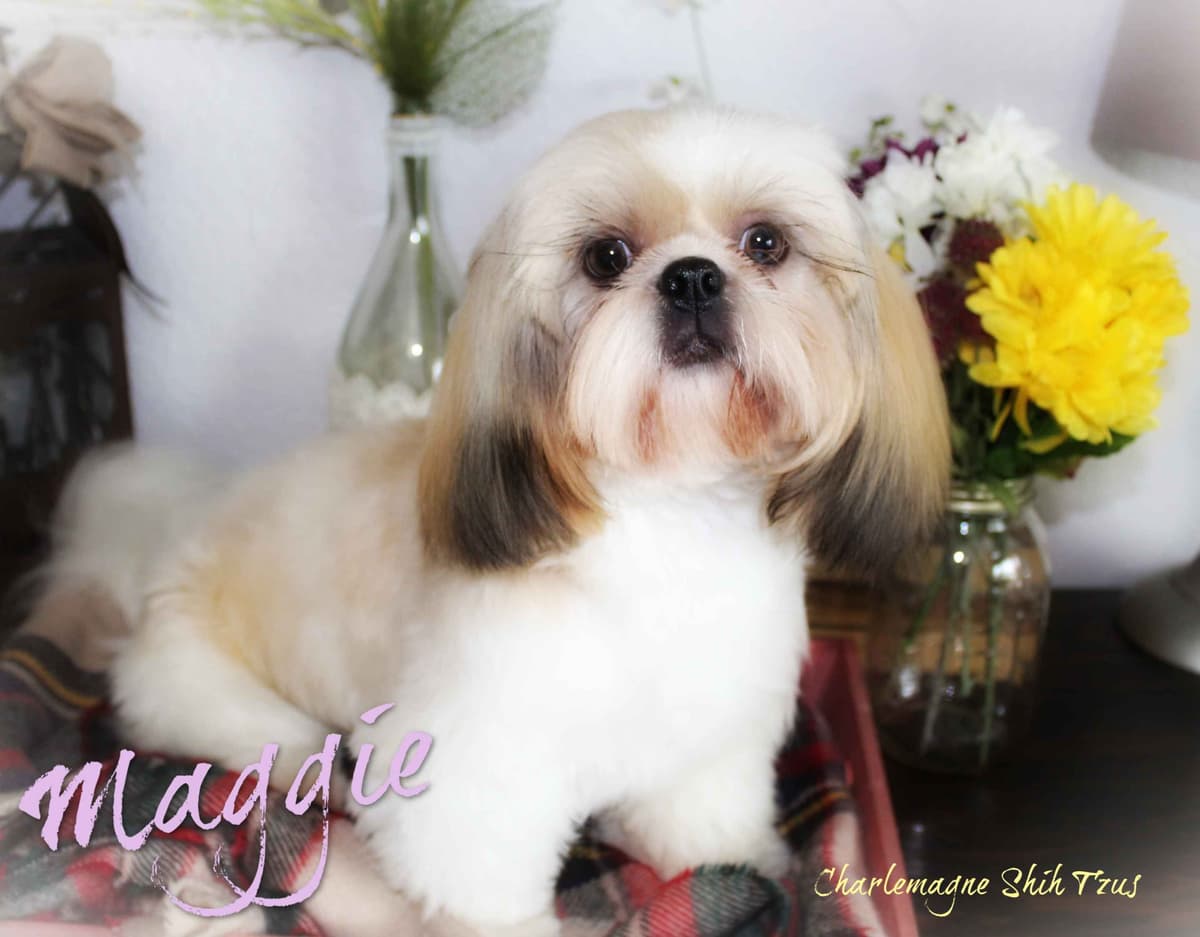 Champion Shih Tzu Puppies breeder image 14