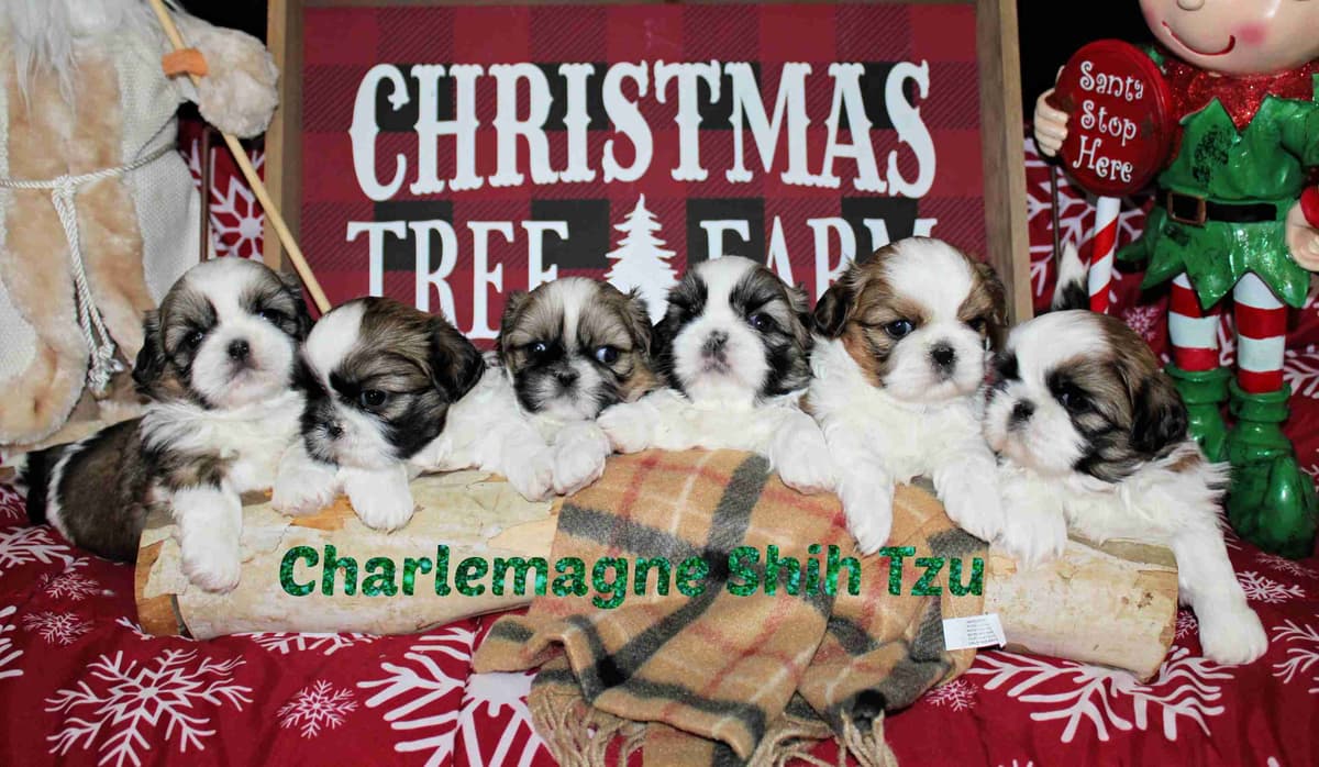Champion Shih Tzu Puppies breeder image 15